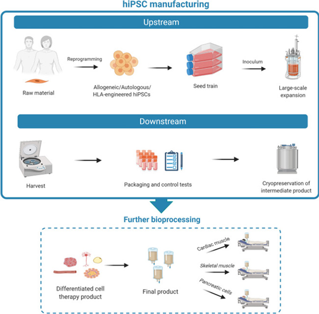 Utilizing GMP-Grade Laminin for Scalable Manufacturing of iPSC-Derived Cell Therapies