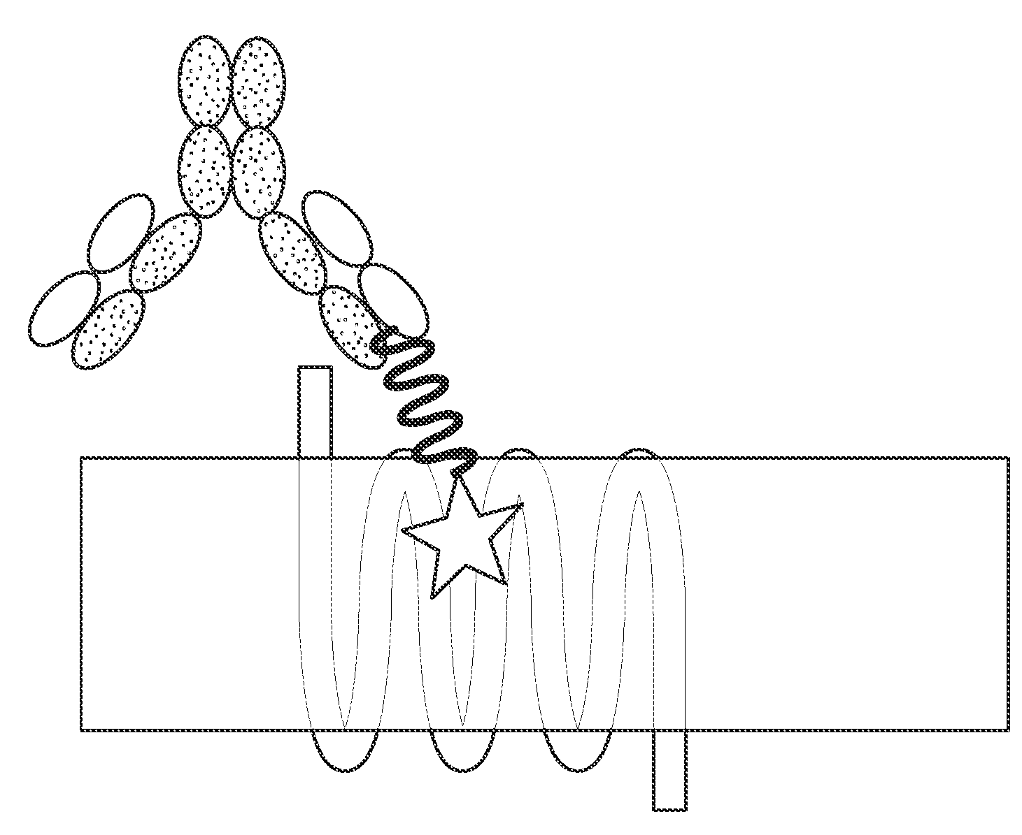 The mechanism of ATDC