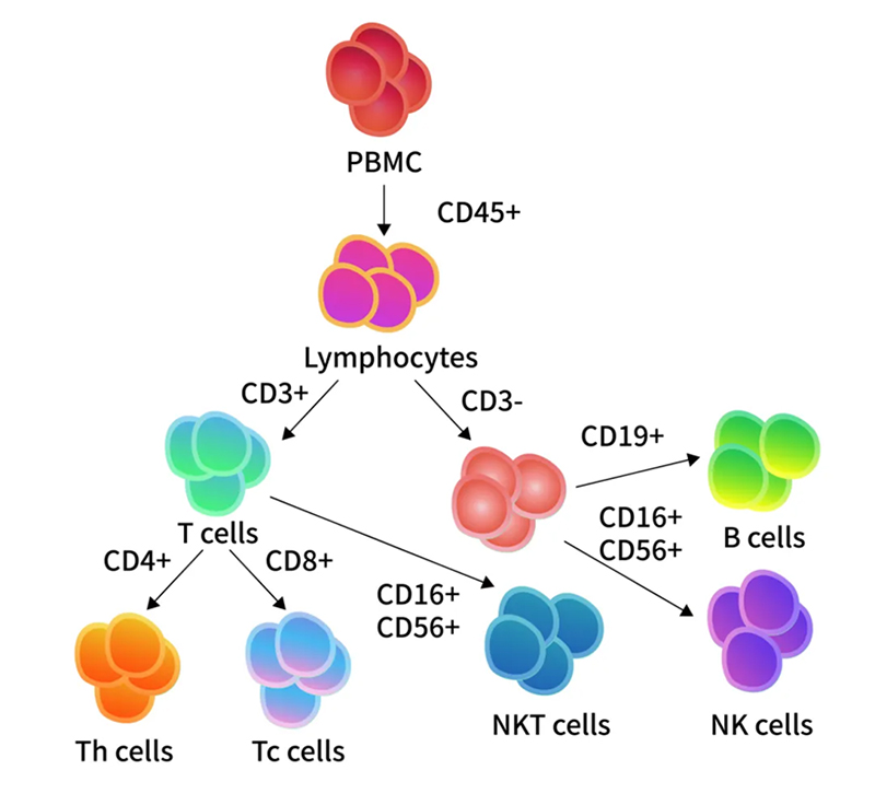 CAR-T Cell Therapy