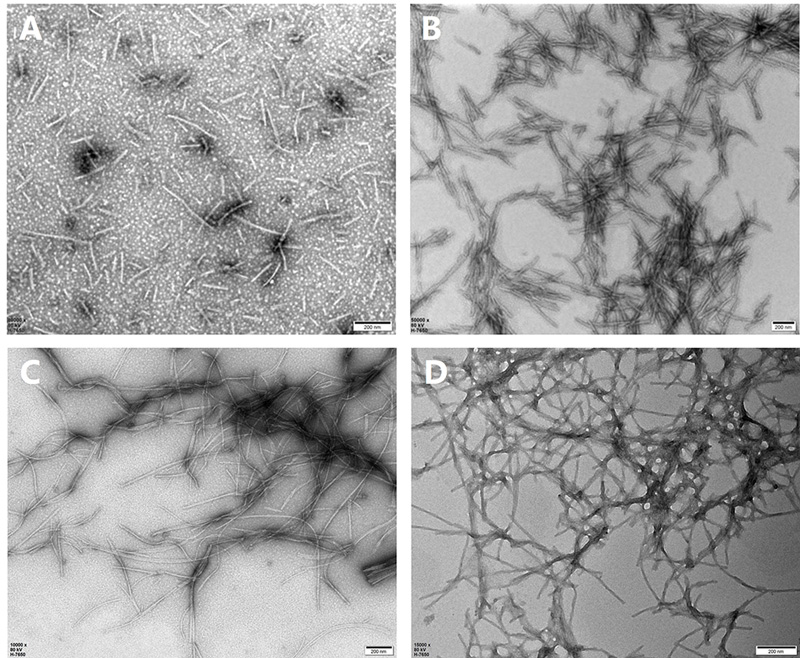 Application of Tau PFFs and Alpha-Synuclein PFFs in Neurodegenerative Disease Research Abstract