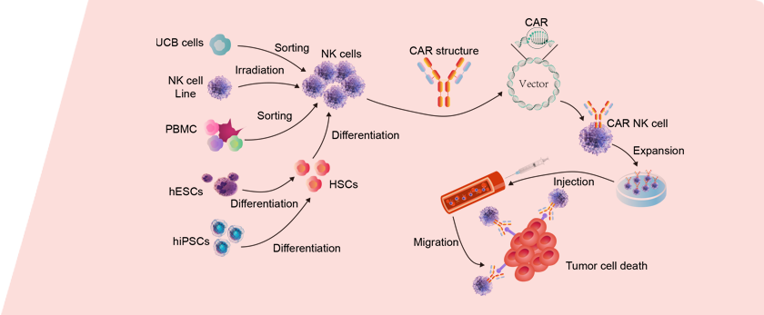 CMC Production Process of Adoptive NK Cell Therapies 