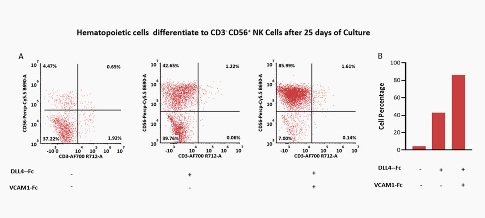 DLL4 & VCAM-1 for NK differentiation