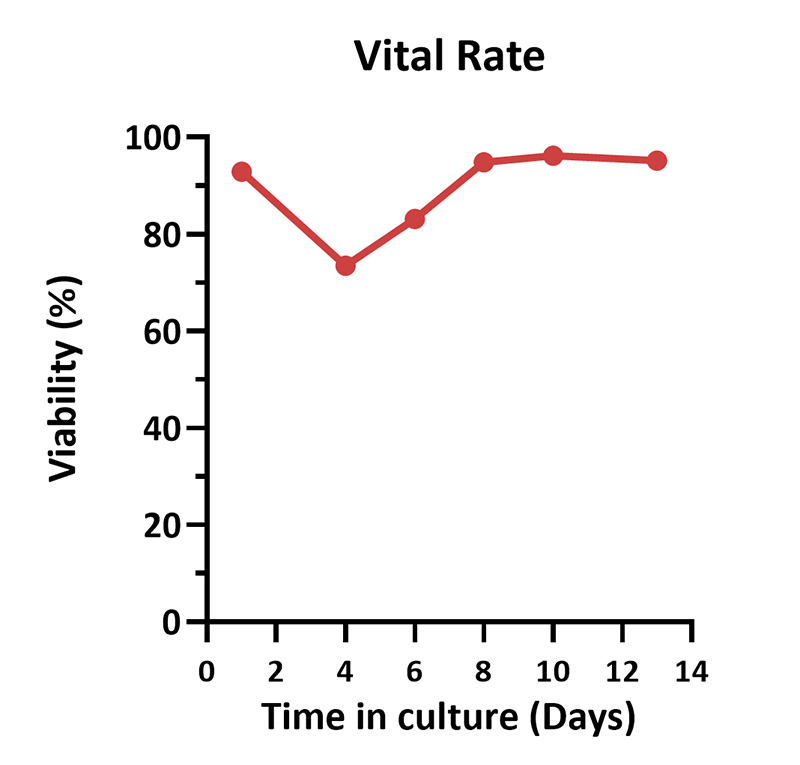 Cultivation Scheme for PBMC-Derived T Cells in T225 Bottle Systems