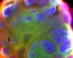 Organoid Differentiation and Validation Services