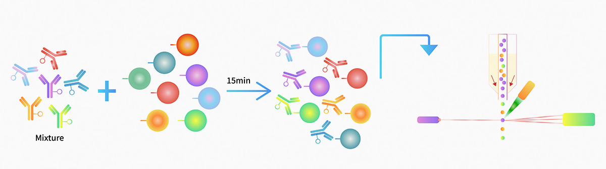 Quickly detect T, B, and NK cell populations with our streamlined process.