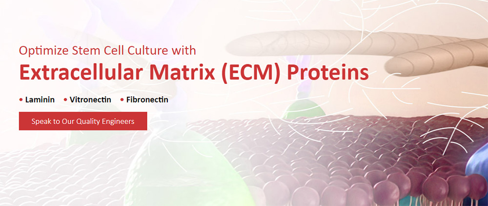 Extracellular Matrix (ECM) Proteins