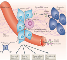 Extracellular Matrix (ECM) Proteins