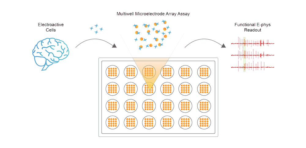 Microelectrode Array (MEA) Service