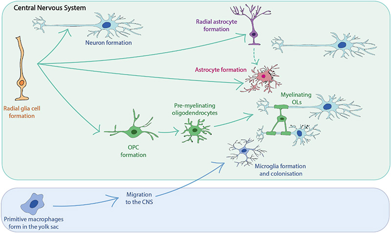 Neural Antibodies
