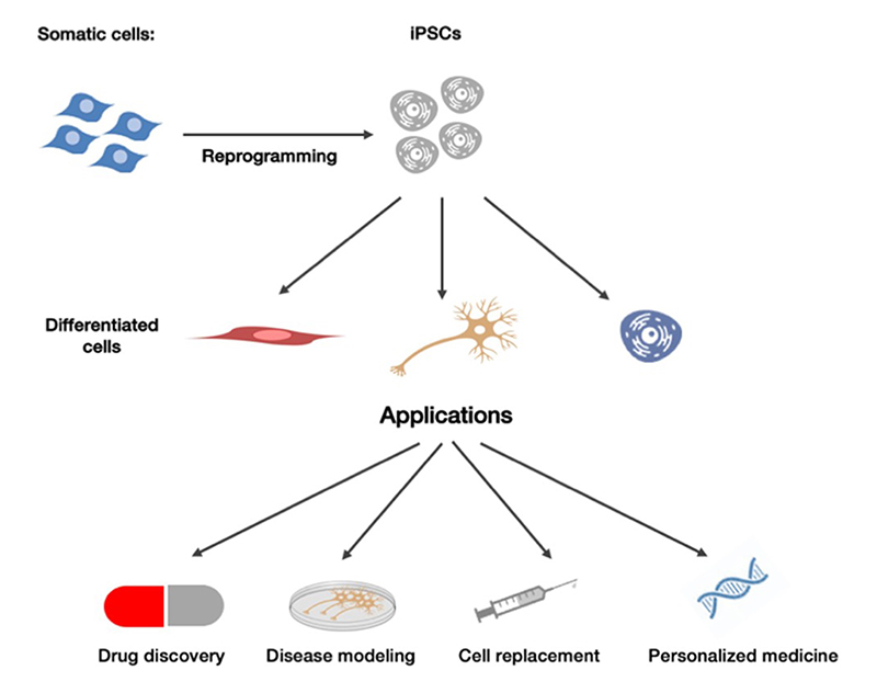 Potential Applications of iPSCs