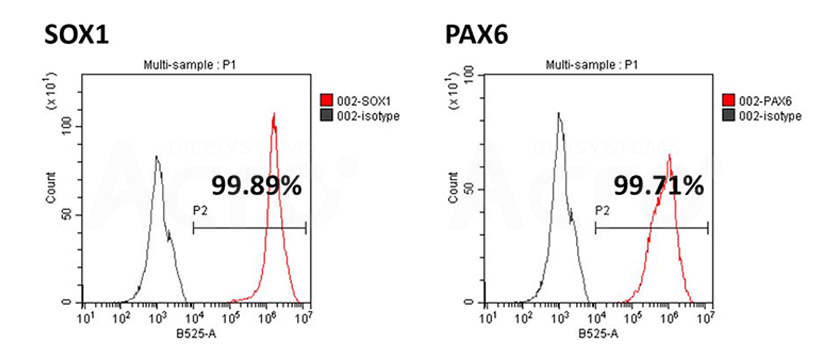 Flow Cytometry of Neural Progenitor Cells