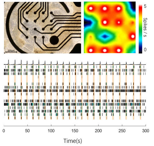 Spontaneous Network Burst Activity of Dopamine Neurons