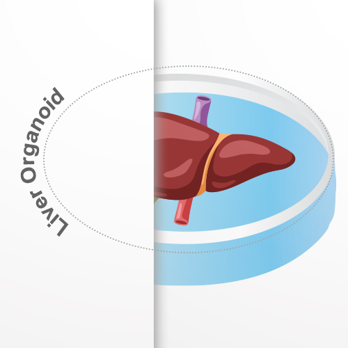 Liver Organoid