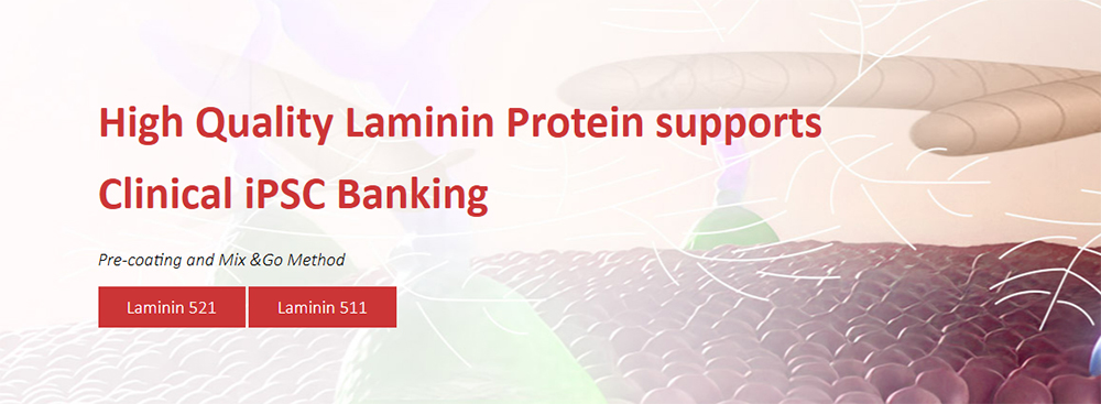 High Quality Laminin Protein supports Clinical iPSC Banking