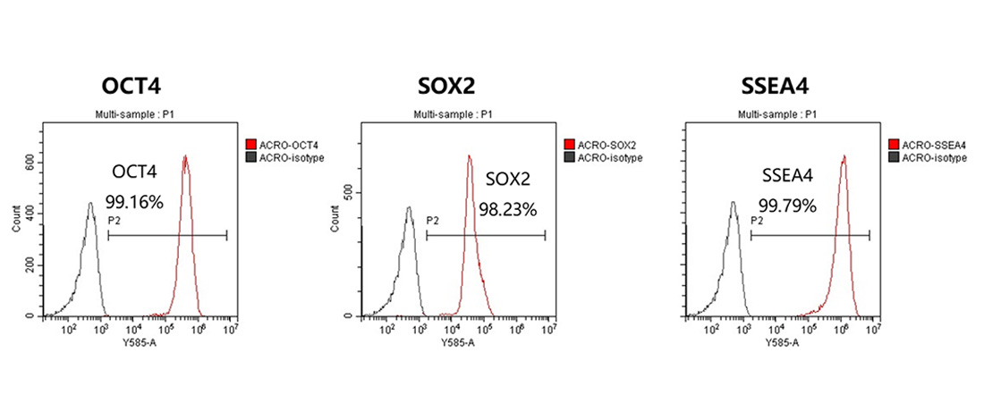 High Quality Laminin Protein supports Clinical iPSC Banking