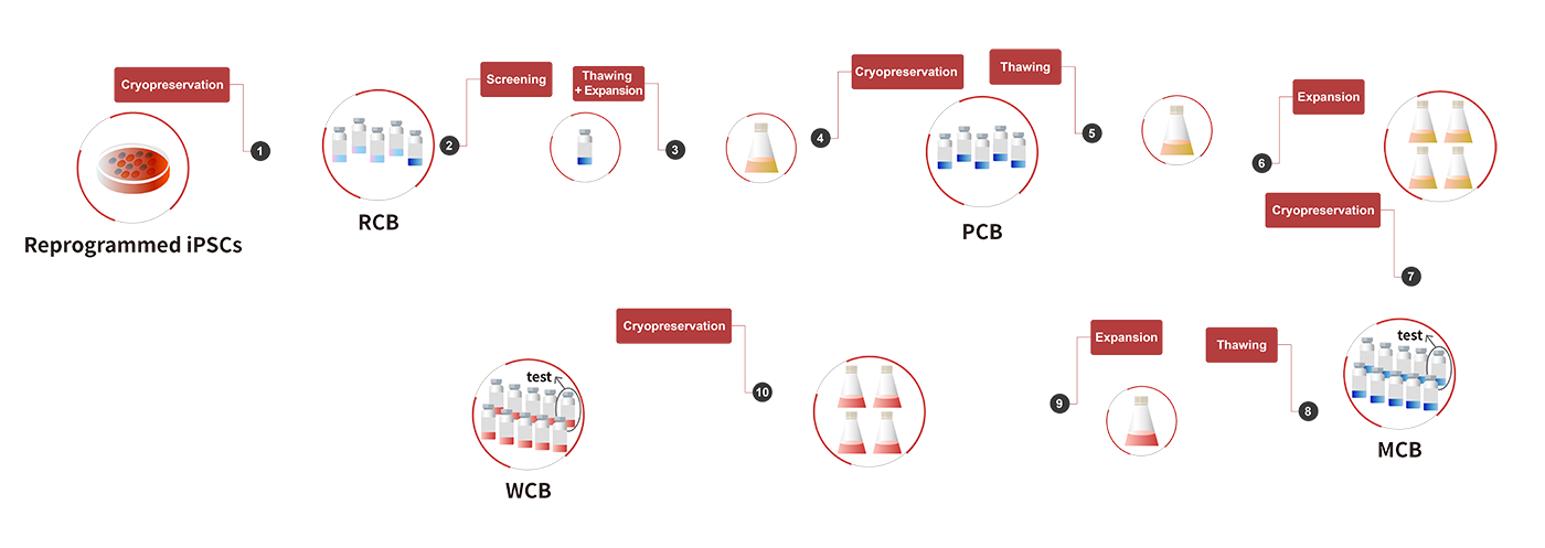 High Quality Laminin Protein supports Clinical iPSC Banking