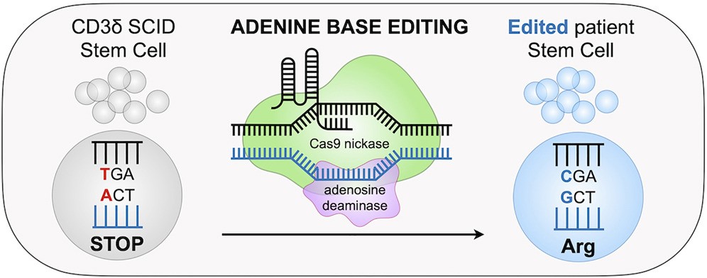 Adenine base editor (ABE) was used to catalyze the A·T→G·C conversion to repair disease-causing mutations in CD3δ-SCID patients