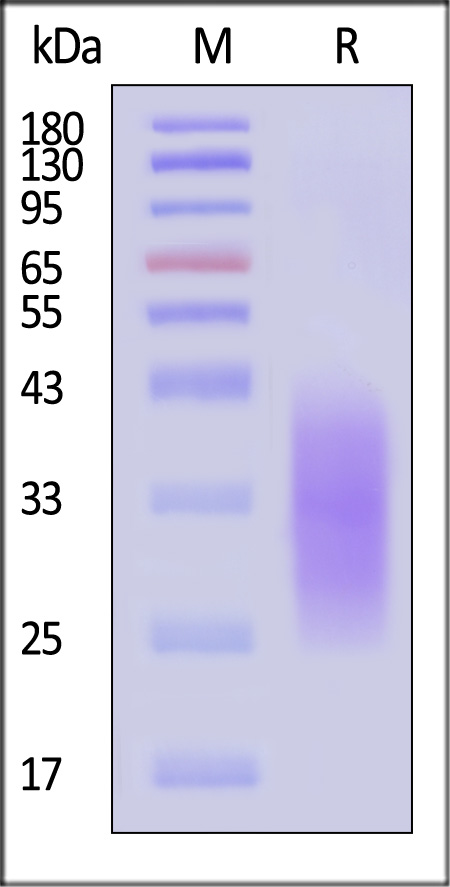 A30L SDS-PAGE