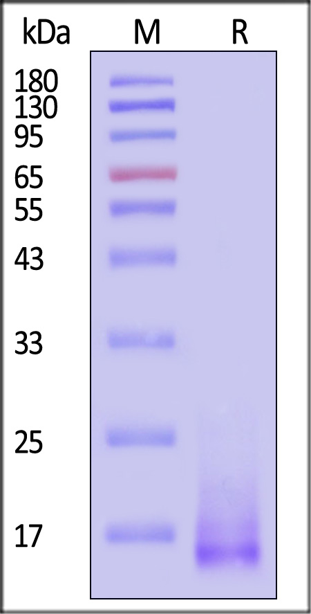 A3R-M52H4-sds