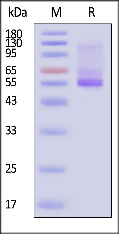 ADA-H52D3-sds