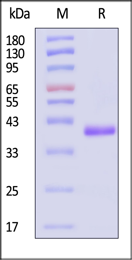 B6R (MPXV) SDS-PAGE