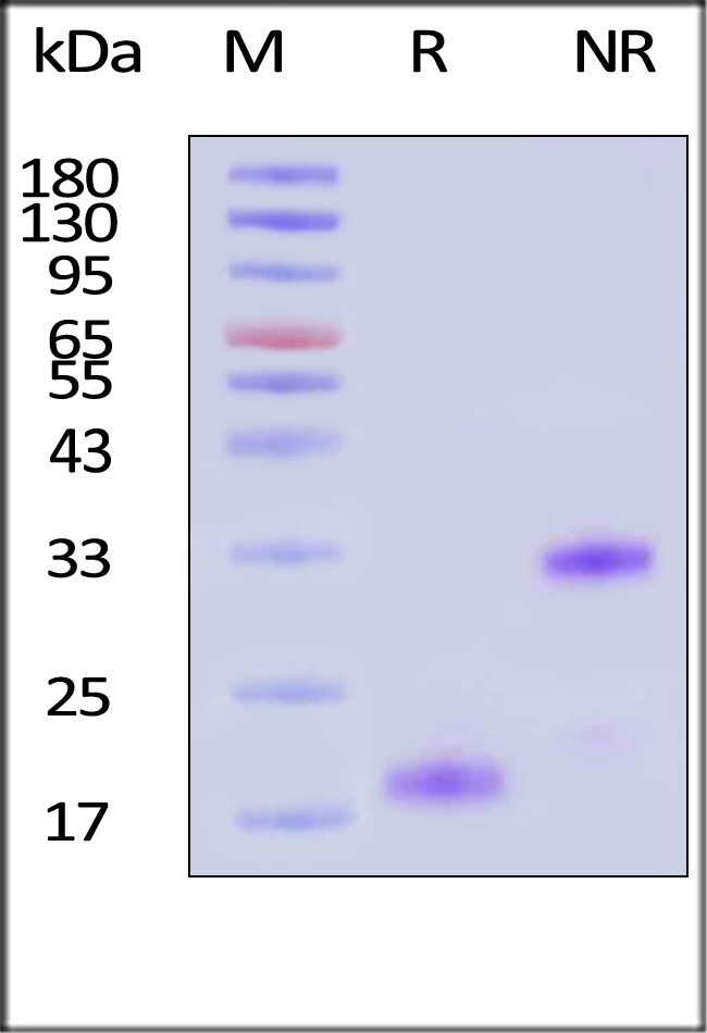 BM4-H5317-sds