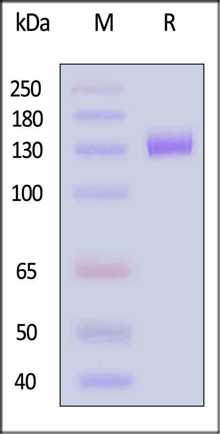 Siglec-2 SDS-PAGE