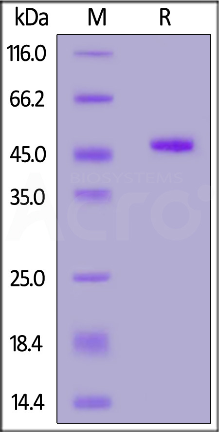 Human CD99, Fc Tag on SDS-PAGE under reducing (R) condition. The gel was stained overnight with Coomassie Blue. The purity of the protein is greater than 90%.