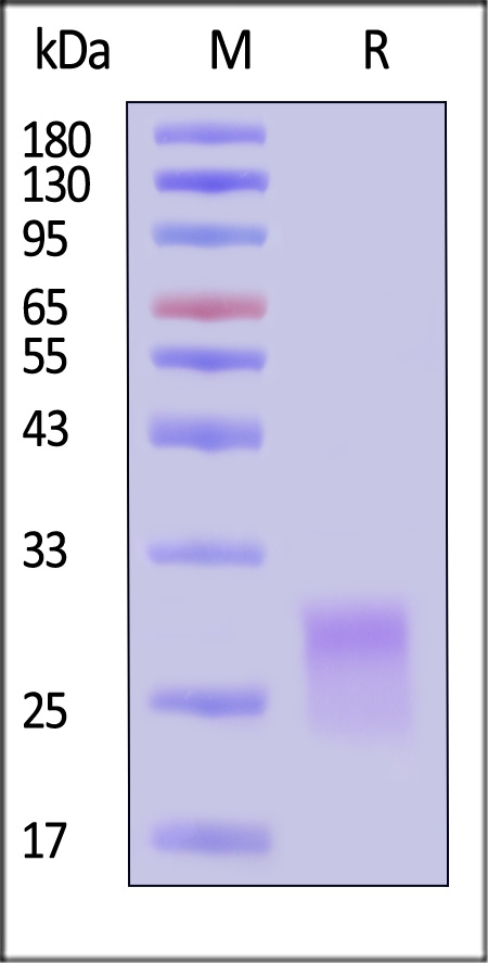 CD8 alpha SDS-PAGE