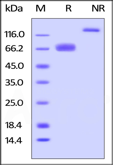 Mouse LILRB4, Fc Tag on SDS-PAGE under reducing (R) and under non-reducing (NR) conditions. The gel was stained overnight with Coomassie Blue. The purity of the protein is greater than 95%.