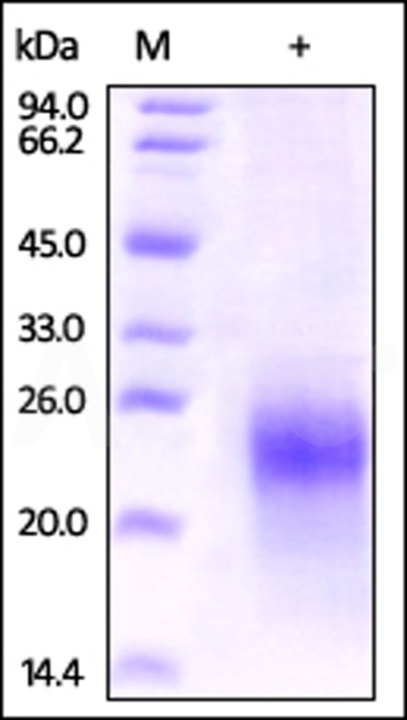 Human CG alpha, His Tag on SDS-PAGE under reducing (R) condition. The gel was stained overnight with Coomassie Blue. The purity of the protein is greater than 95%.