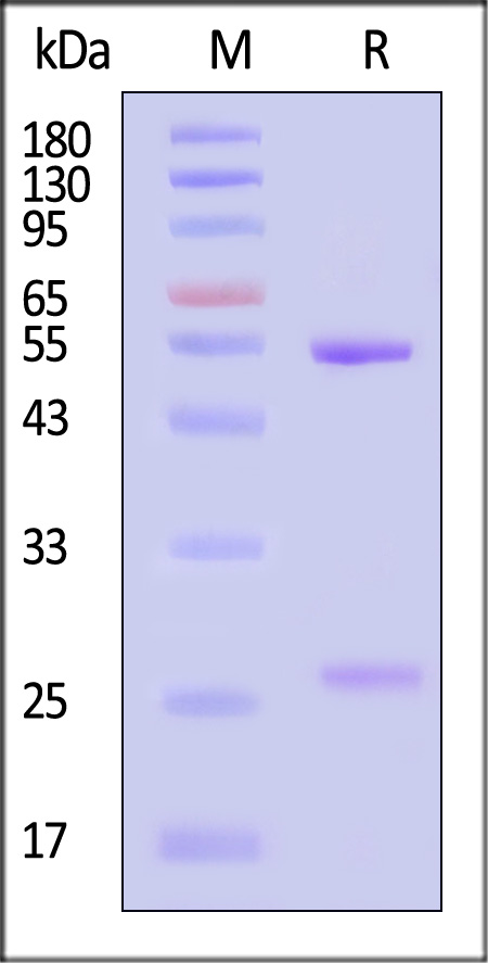 Envelope protein E/E protein (JEV) SDS-PAGE