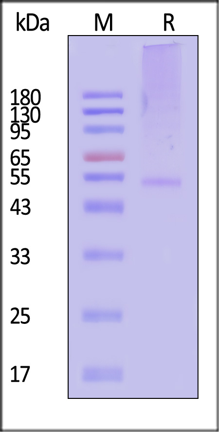 ERN-PLM12b-sds