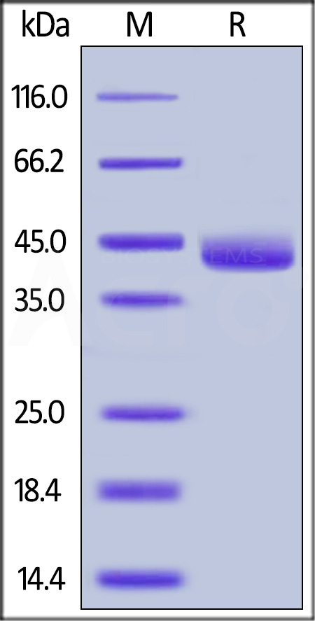 Mouse Galectin-4, His Tag on SDS-PAGE under reducing (R) condition. The gel was stained overnight with Coomassie Blue. The purity of the protein is greater than 92%.