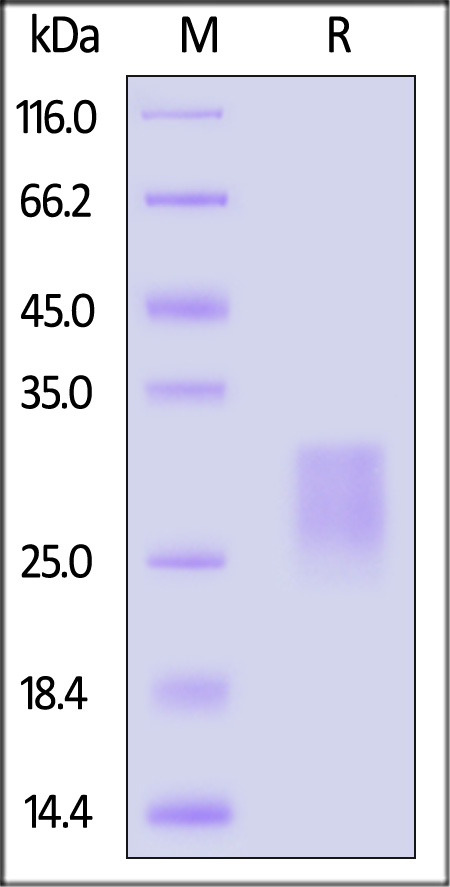 GLR-H52H7-sds