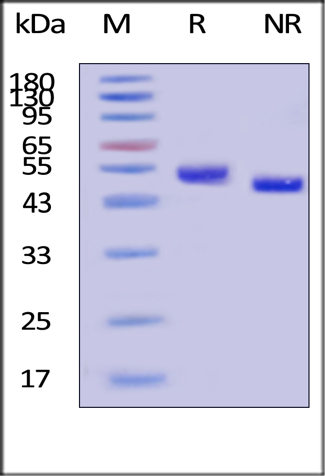 GMP-CD5H24-sds