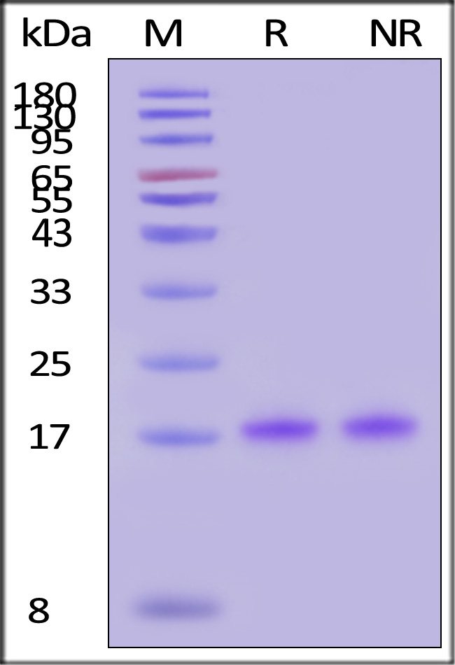 GMP-L18H16-sds