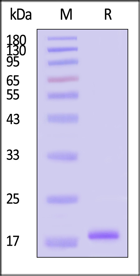 L1R SDS-PAGE