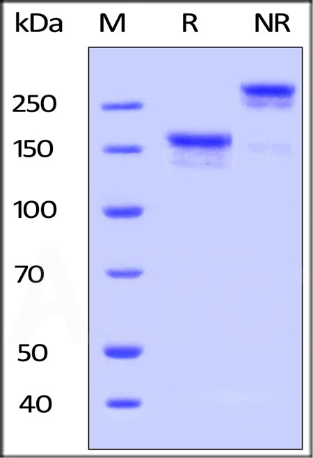 Human LDL R, Fc Tag on SDS-PAGE under reducing (R) and under non-reducing (NR) conditions. The gel was stained overnight with Coomassie Blue. The purity of the protein is greater than 90%.