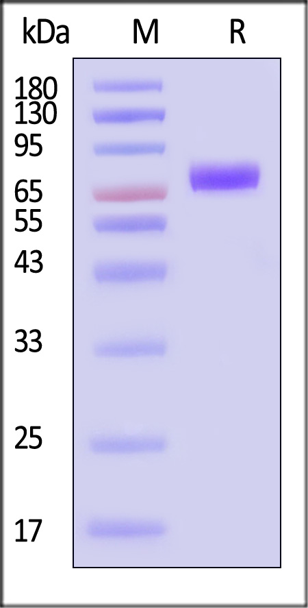 NPR1 SDS-PAGE