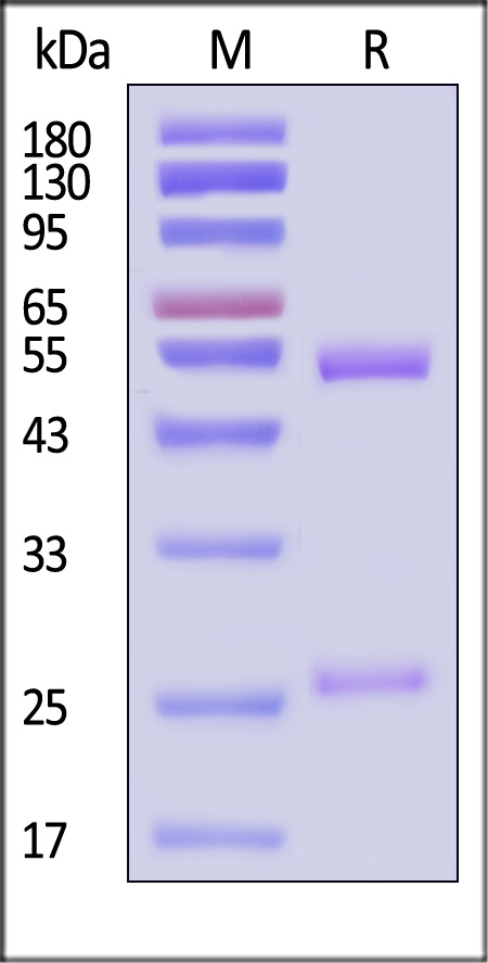 PT7-Y2074-sds