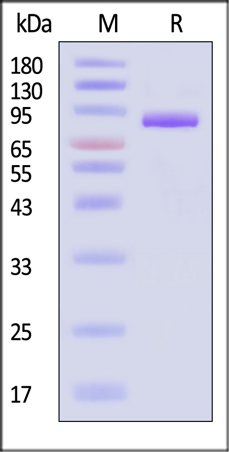 Transferrin R SDS-PAGE