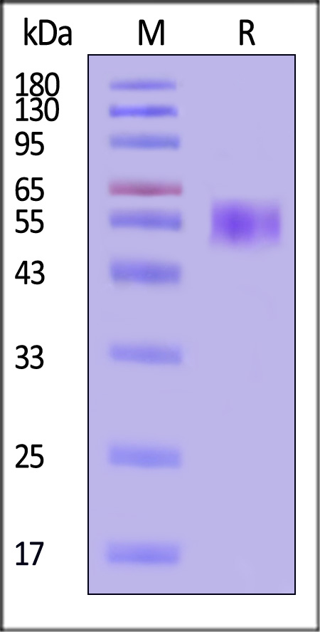 TRAIL R4 SDS-PAGE