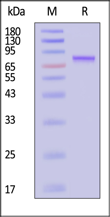 VP1 SDS-PAGE