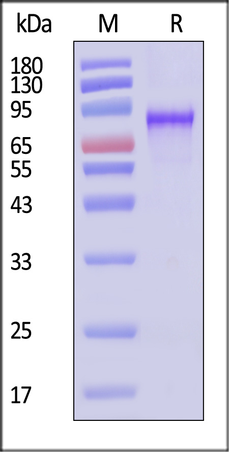 VP1 SDS-PAGE