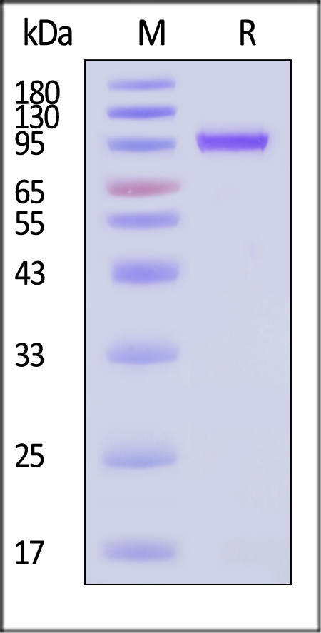 VP1 SDS-PAGE