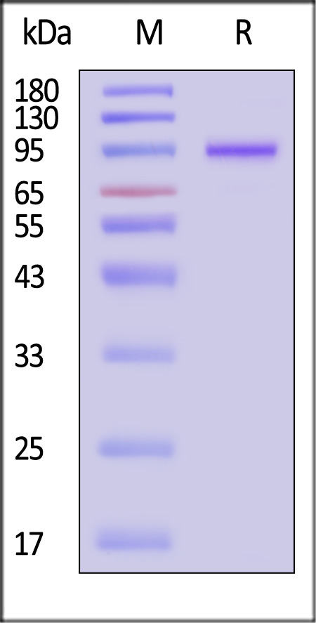 VP1 SDS-PAGE