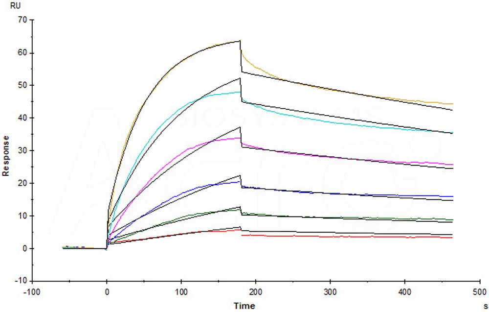  Galectin-9 SPR