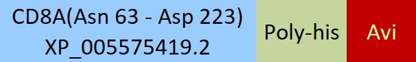 CD8 alpha Structure