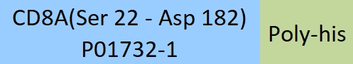 CD8 alpha Structure